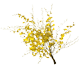 گل ارکیده انسیدیوم گلدن شاور